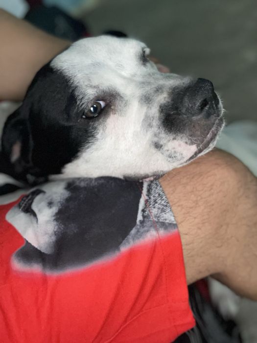 Dau spre adopție pe zeus