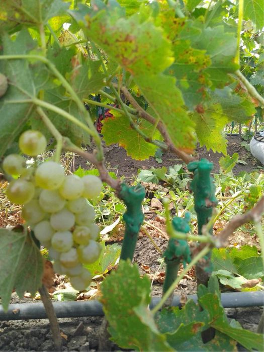 Vita de vie altoita si hibrida