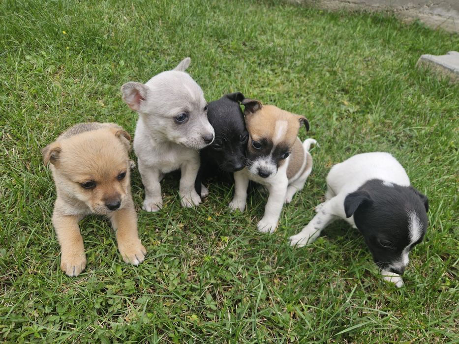 Donez 5 puiuti de caine