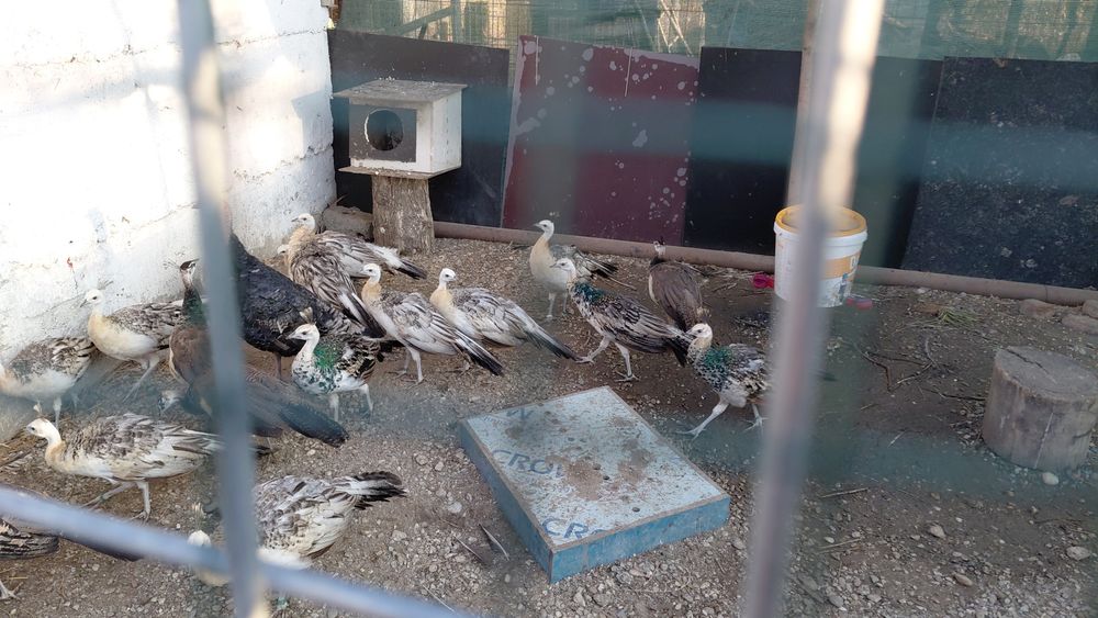 Pauni umeri negri de vânzare