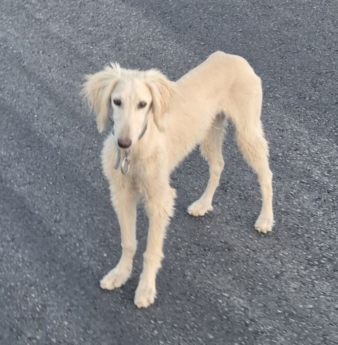 Тазы күшік еркек