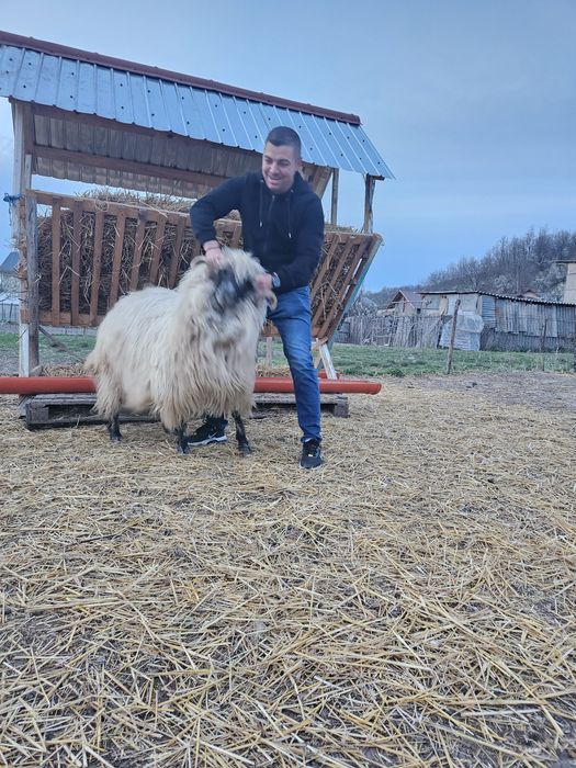 Oi tinere și berbeci de tinut