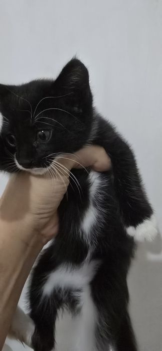 Котёнок кошка отдам даром