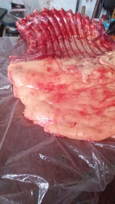 Семіз жабағы сатылады