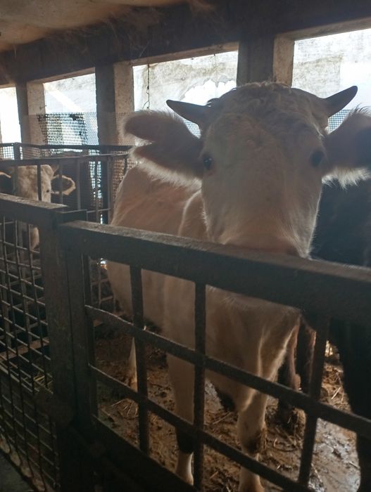 Срочно продам телку стельную. .