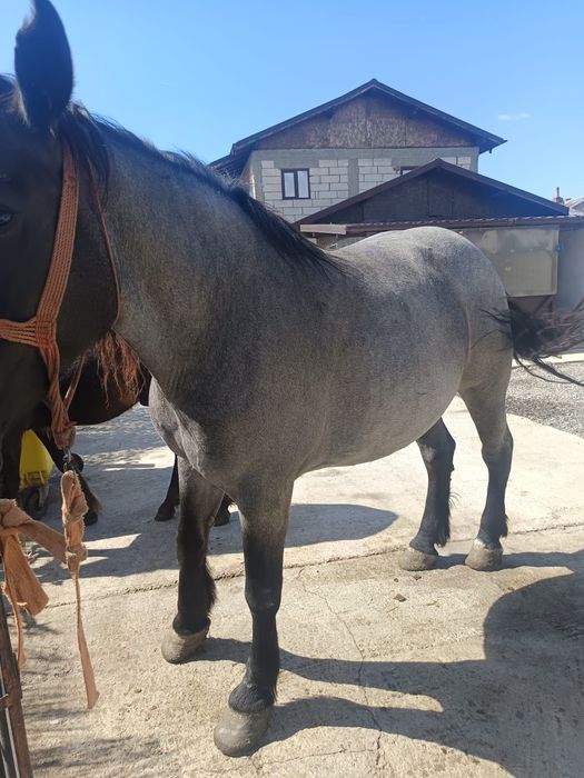 Vand iapa de 6 ani gestanta an 6 luni