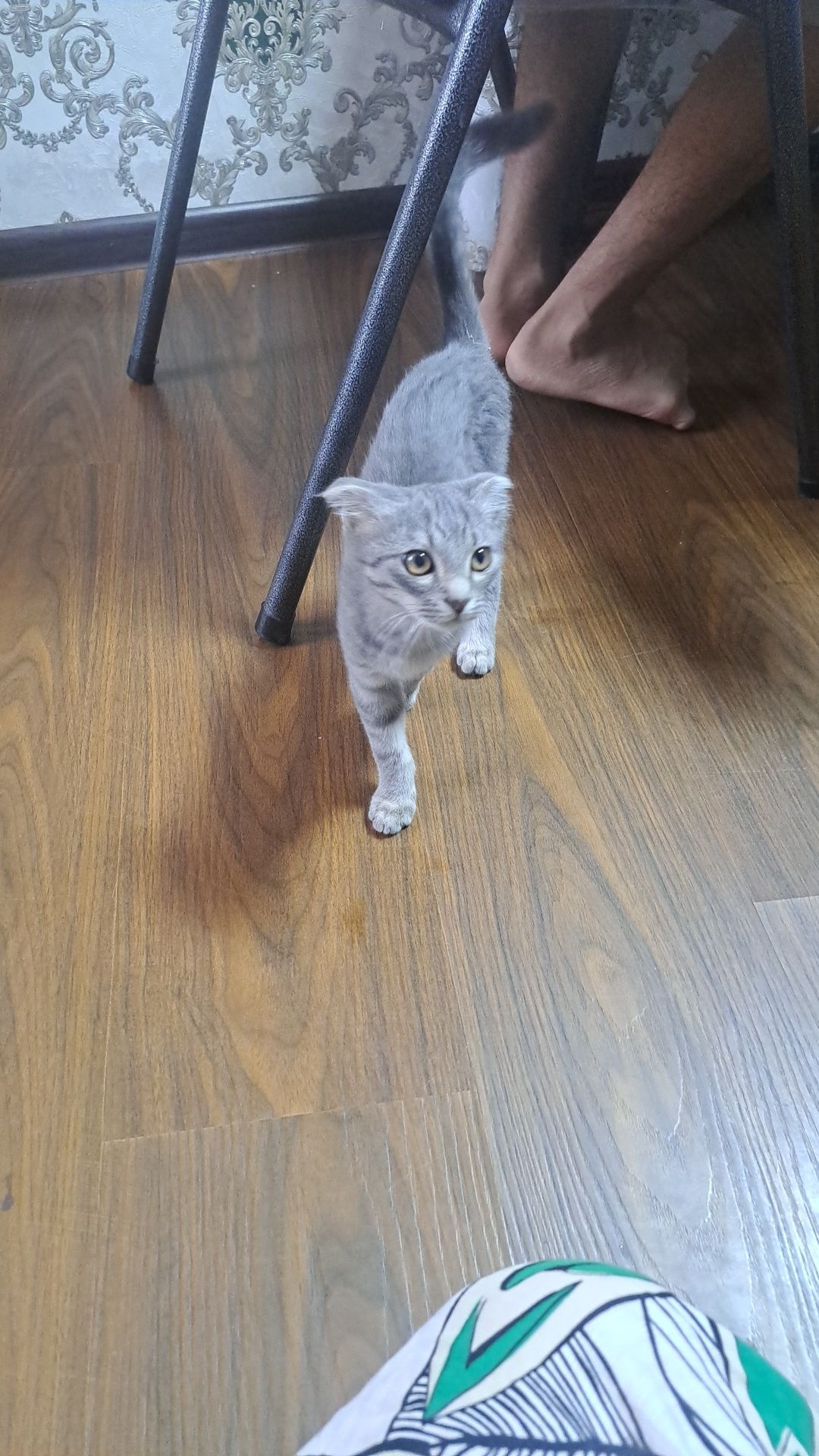 Шотландские веслоухий котёнок