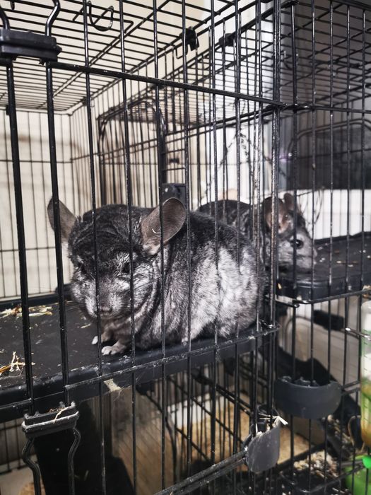 Chinchilla de vânzare