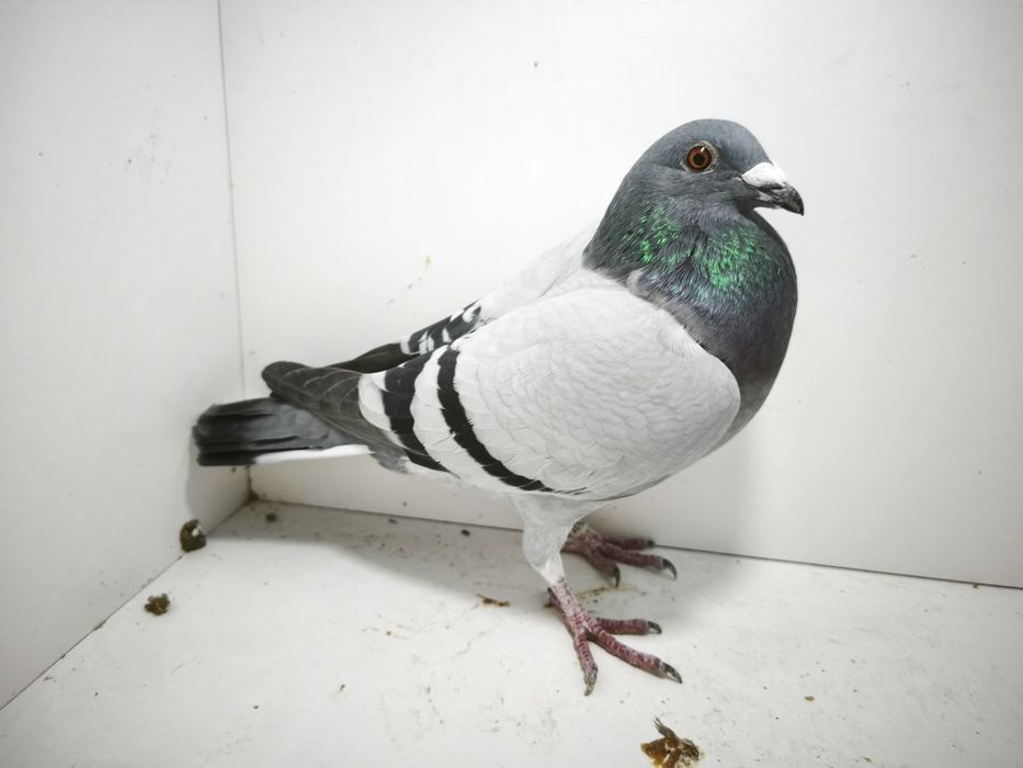 Porumbei reproduși pe boxe individuale