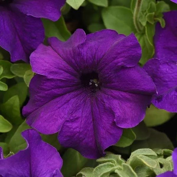 Petunia. Gul urug’i