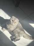 Vând pisoi Scottish Fold