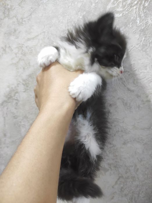 Продаю скоттиш страйт