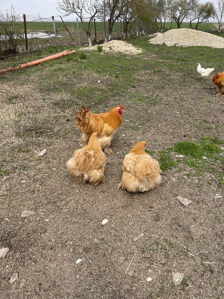 Pereche Gaini cochinchina uriaș galben