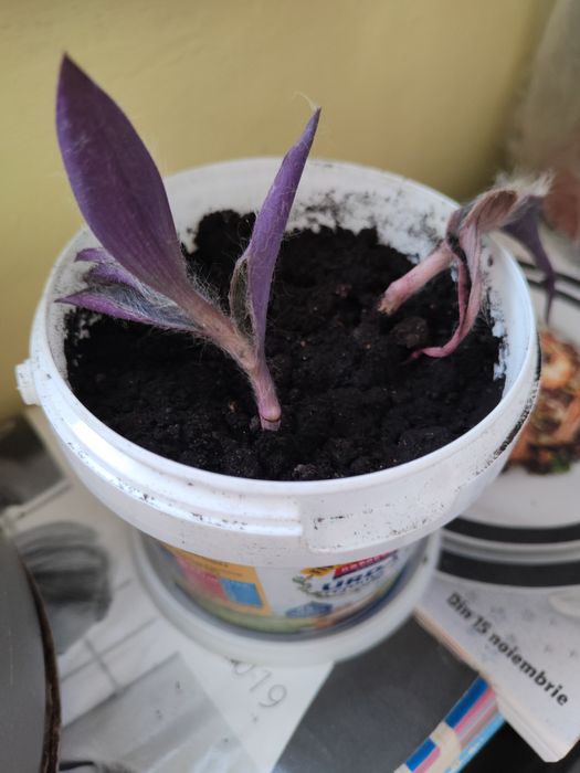 Vând planta decorativa Crassula și Regina Purpurie
