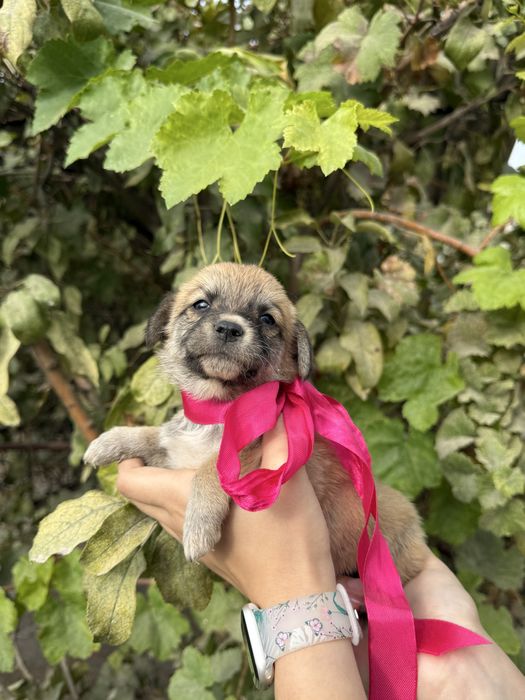 Отдаем даром/бесплатно щенков в добрые руки