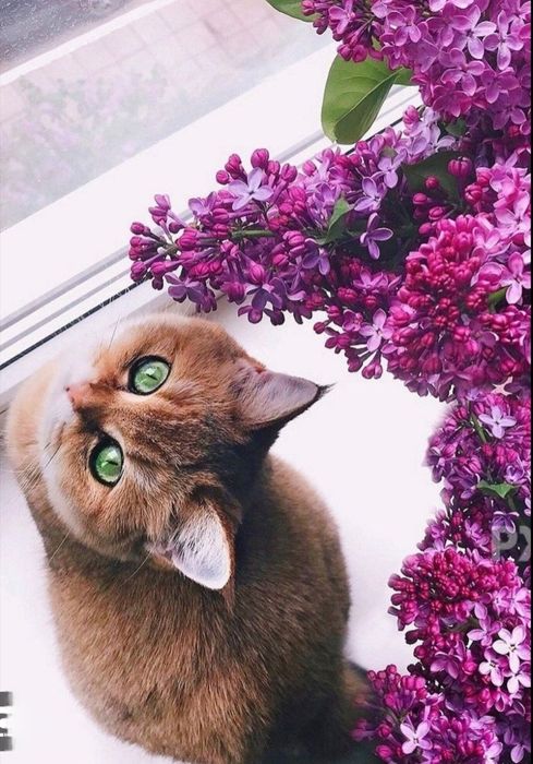 Золотая шиншила в разведение девочка