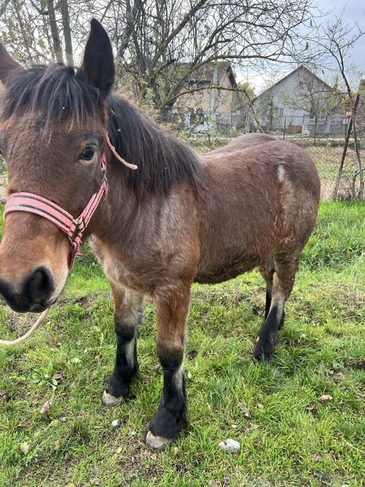 Vand manz semi greu cu influenta belgiana