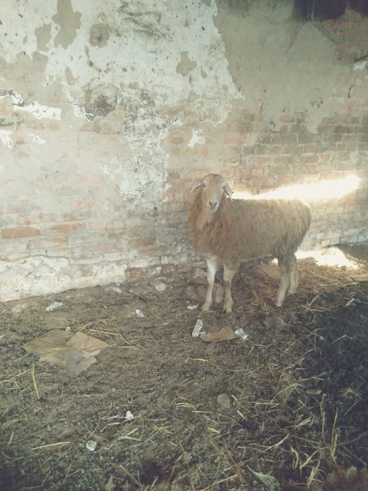Продам овечку на мясо срочно