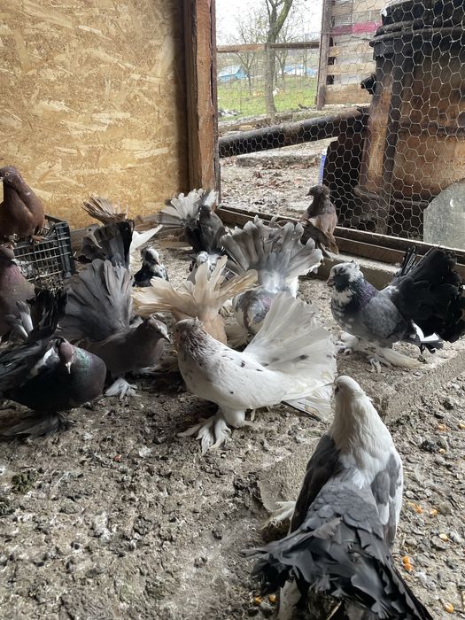 Vand porumbei voltati indieni