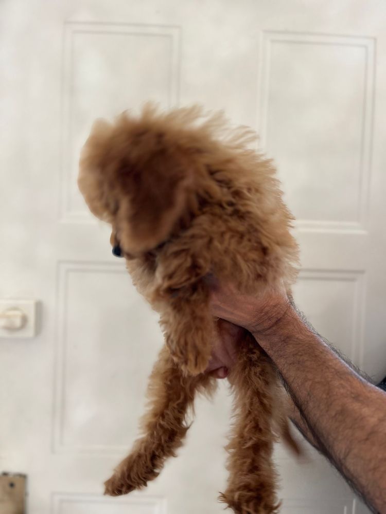 Pui Caniche / Pudel Pitic roscat femela
