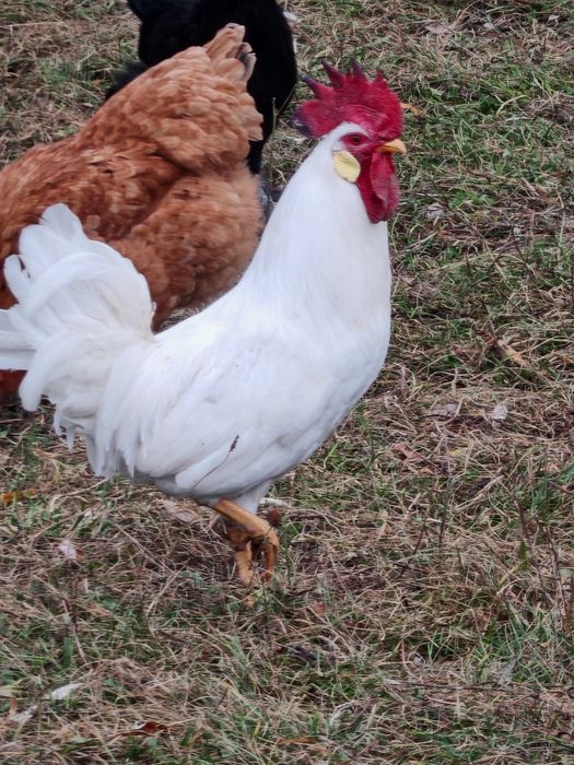 Pereche Leghorn 2025