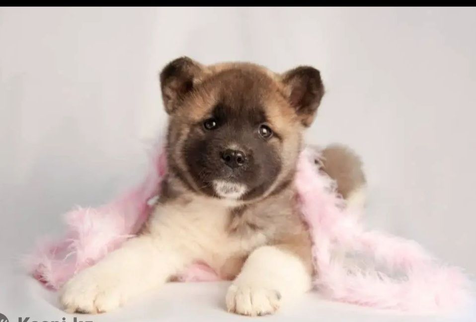 Очаровательные Малыши Американской Акиты