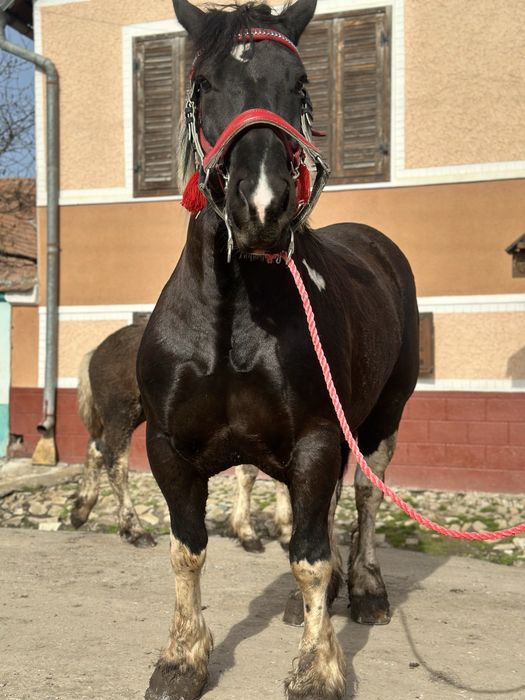 Iapă de vanzare. Vand iapa