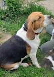 Beagle în vârstă de 4 ani cauta casuta noua