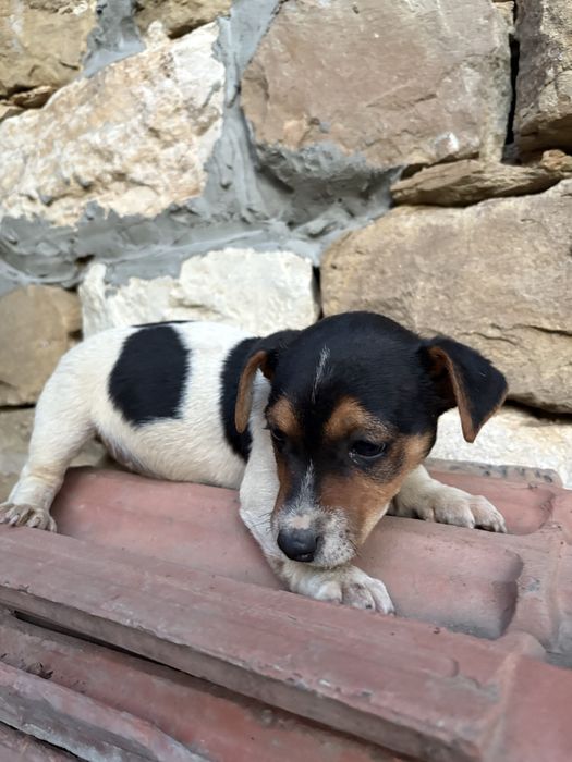 3 джак ръселчата търсят своите нови домове!