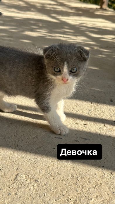 Котята  2 месяца