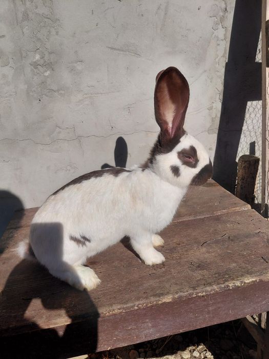 Masculi fluture german 4 luni