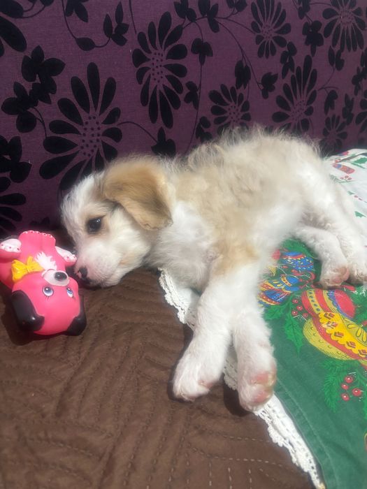 Подарявам малко куче, майка Лагото.