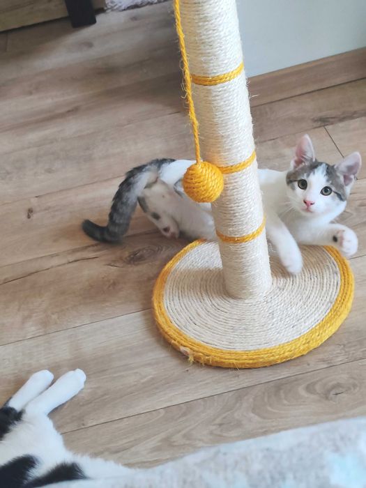 Motănei Superbi pt Adopție Responsabila!