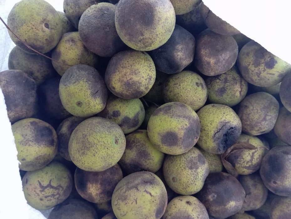 Nuci negre Americane Juglas nigra