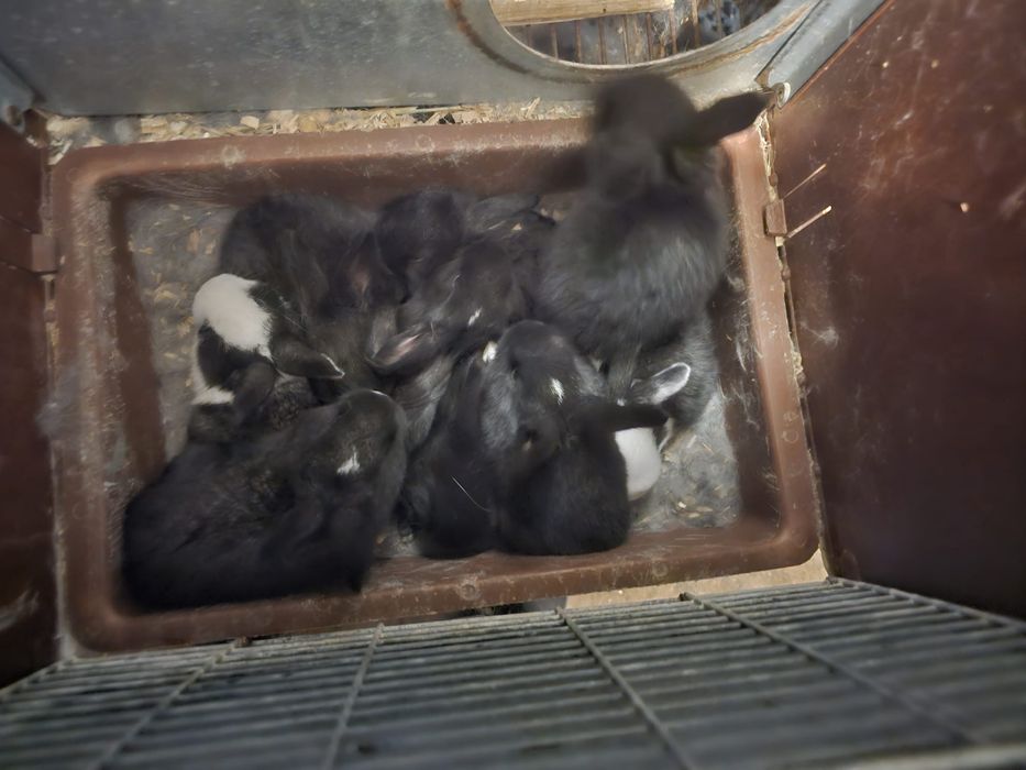 Vand iepuri cu transport la domiciliu.