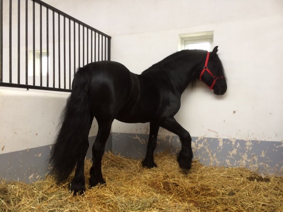 Armăsar Friesian echitaţie Frizian