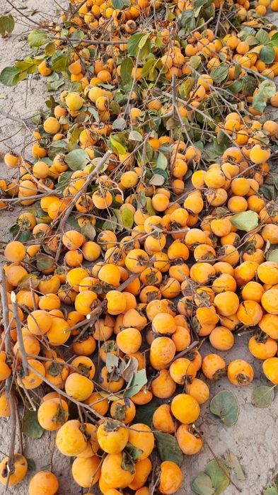 Хурмо сотилади кота