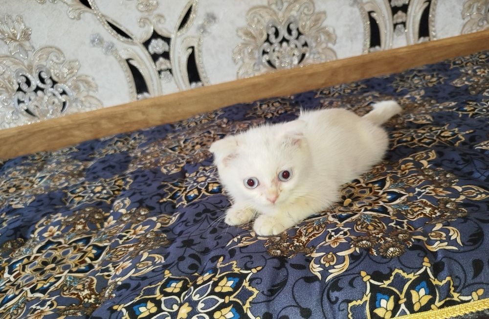 Скотиш фолд кузи мовий ранг киз бола мушукча сотилади