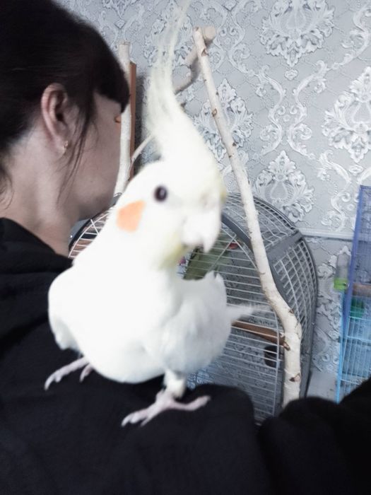 Кореллы домашние, местные, молодые