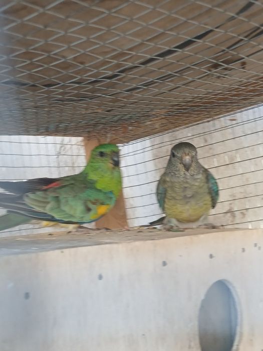 Bir para pefchi sotiladi tayyor narxi 550 ming