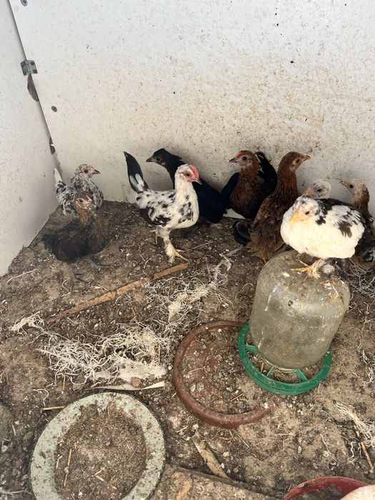 Карлик   шөжелер