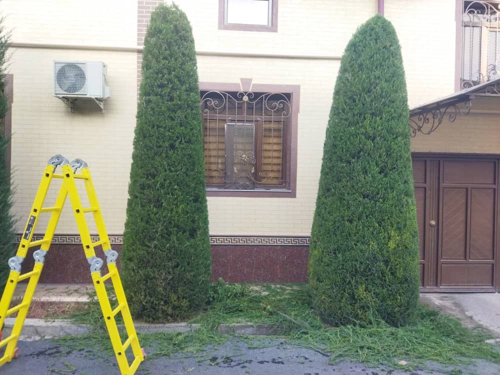 Archa va Gazon Landshaft Daraxt ikkish xizmati Bogʻbon