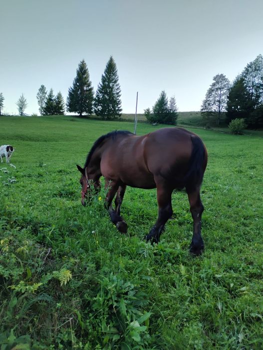 Cal de vânzare ,vârsta de 4 ani