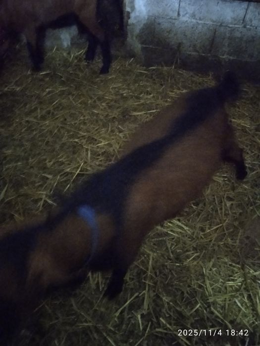 Lapte de capră alpină și iade de vânzare