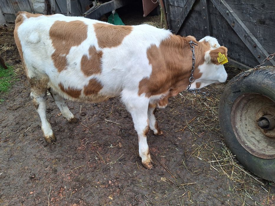 Vînd viței înțărcați