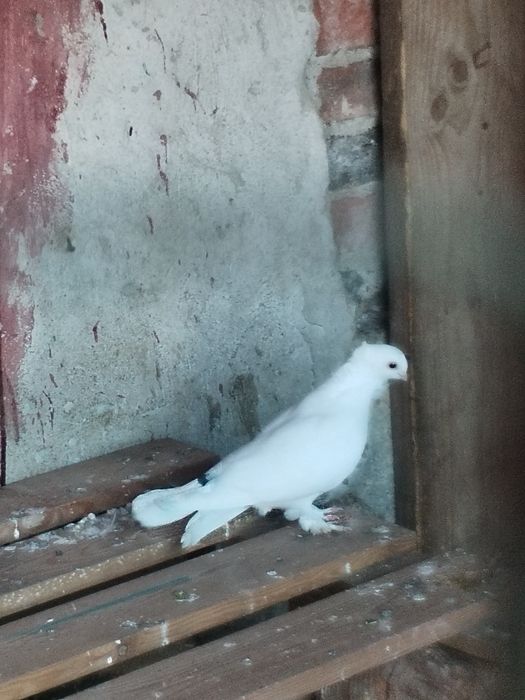 Vând porumbei voiajori