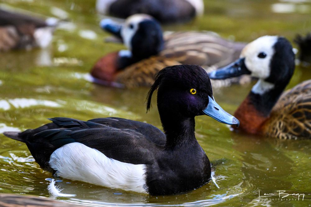 Vând rate exotice, de ornament, lebede, gâște. Păsări exotice