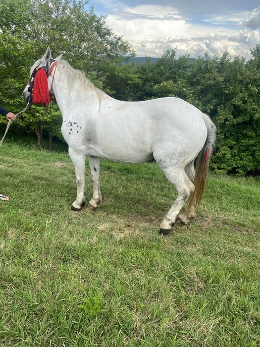 Iapa de 7 ani garantata