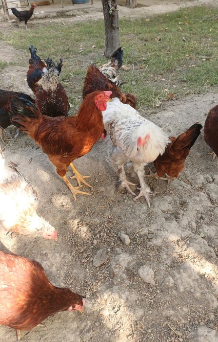 Товуклар сотилади