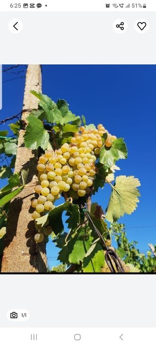 Struguri de vin .